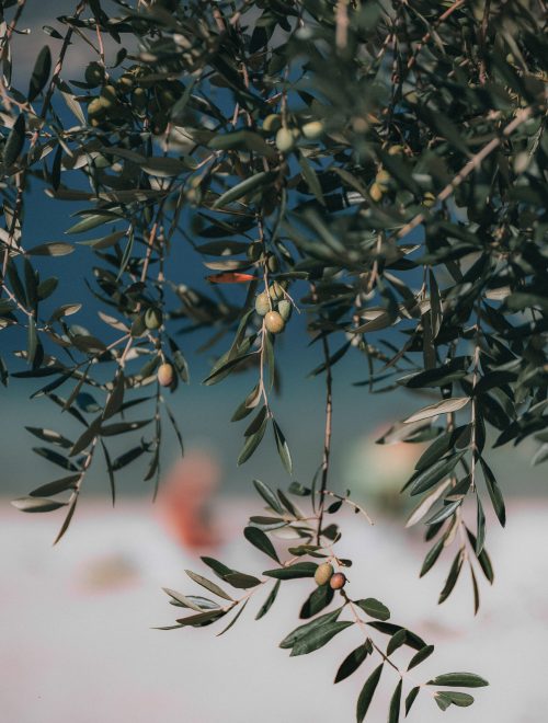 Selective Focus Photography of Round Green Fruits Hanging from Tree